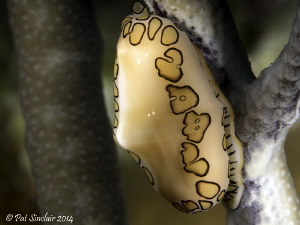 Loved the pattern on this Flamingo Tongue.  It was very c... by Patricia Sinclair 